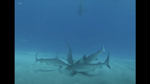 Shark Feeding Frenzy, Dad dives with kids, 11 & 15 year old!