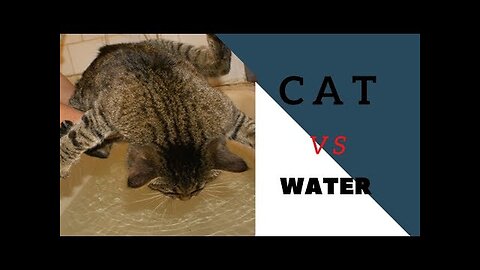 Cats Vs Water 🔴 Funny Cat Videos Compilation