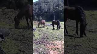 The secret lives of horses