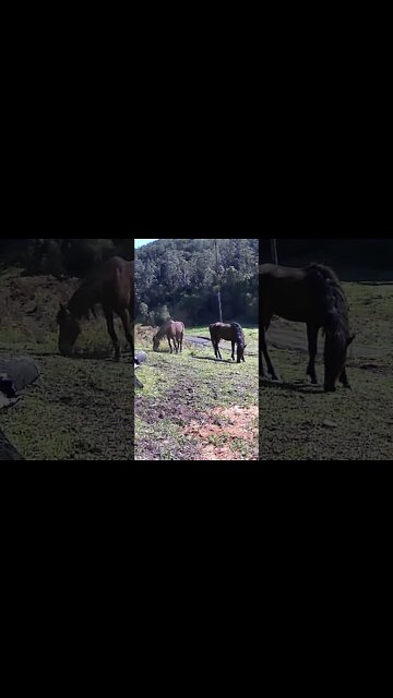 The secret lives of horses