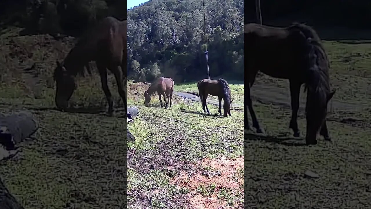 The secret lives of horses