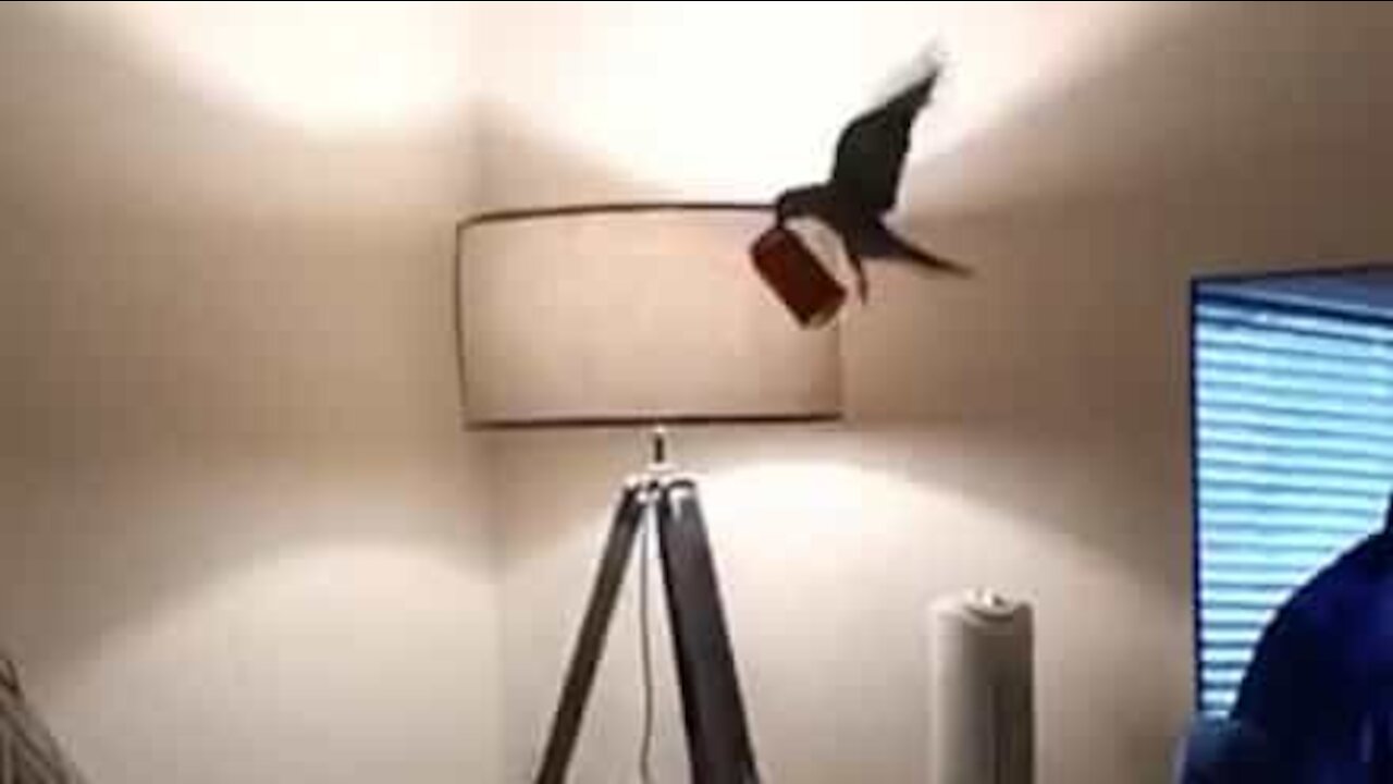 Parakeet flies off with coke can