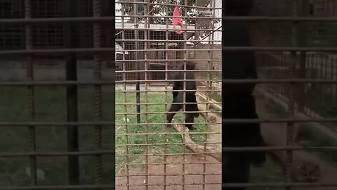 Gorilla has swagger!