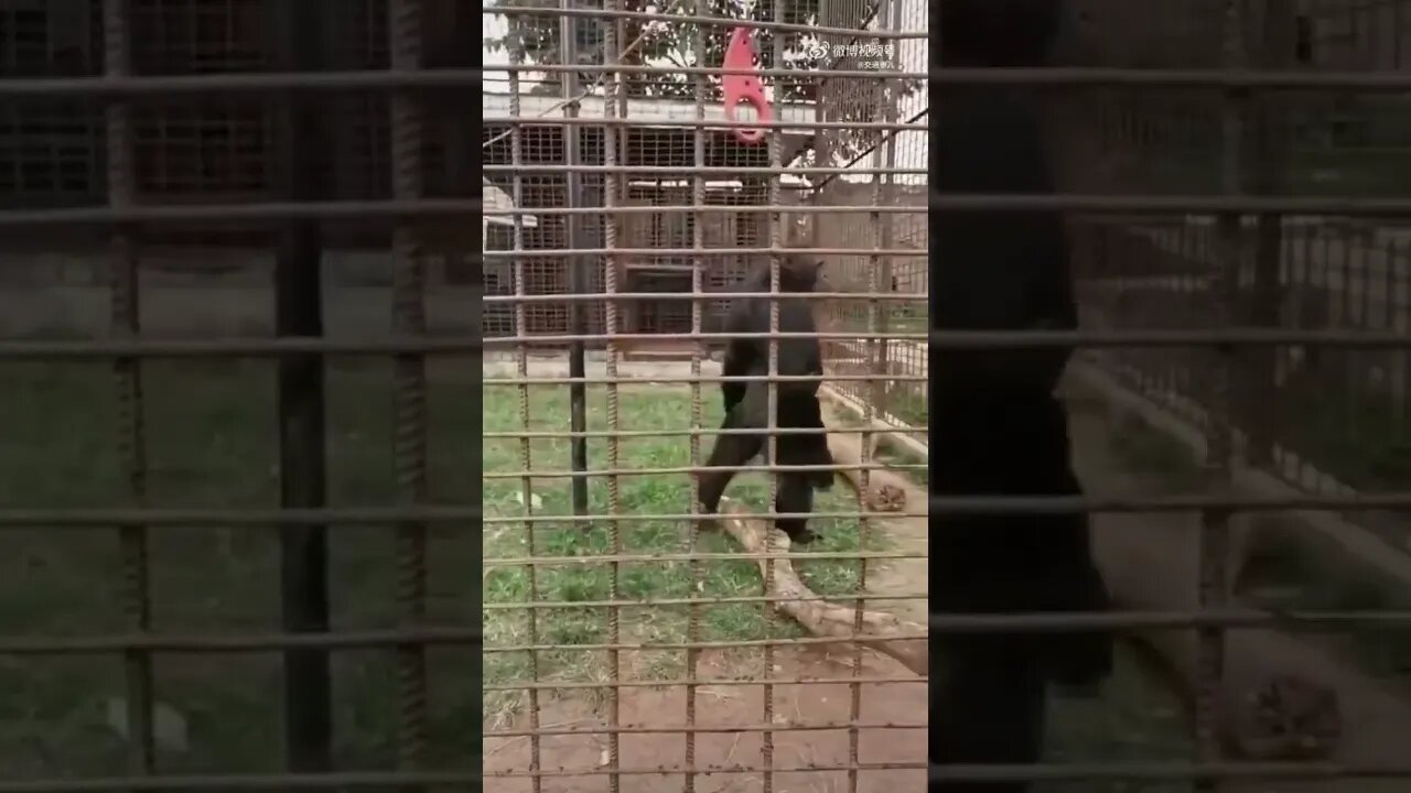 Gorilla has swagger!