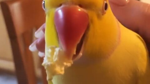 A parrot trying to speak and eating popcorn