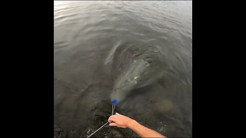 cast netting the river