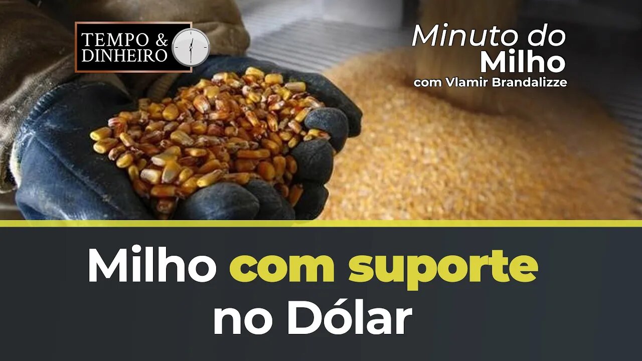 Milho com suporte no Dólar
