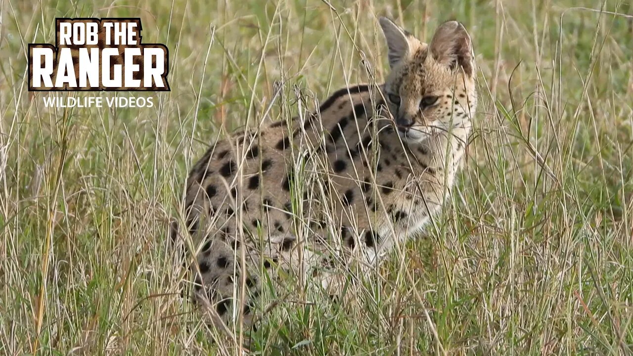 Serval Sighting! | Lalashe Maasai Mara Safari