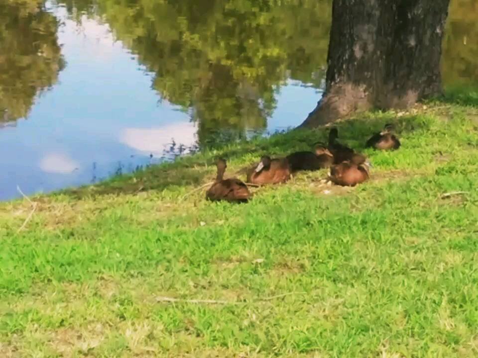 Ducks enjoying time on the pond