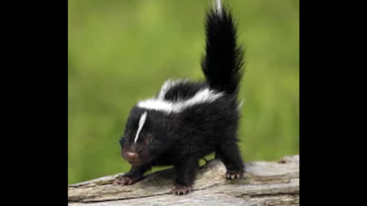 Cute baby skunks - Funniest compil