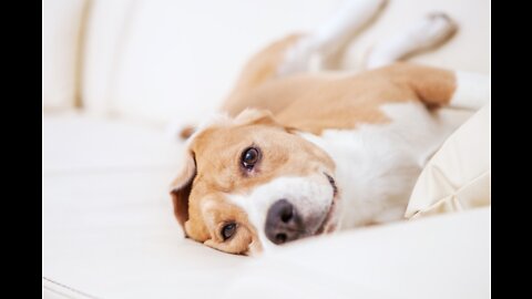 Hilarious doggy sits in a very distinguished manner & wakes up the cat