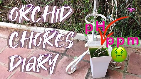 First Time Bloomer 🥳 Patio Cleaning Tour | Orchid Buds & Blooms 😍 #ninjaorchids #orchidcare