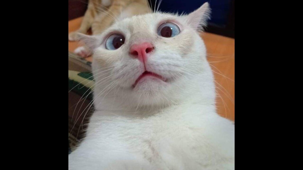 😂Funny cats 🐈 Don't try to hold back laughter 😹 just look funny cats life 🤣🤣