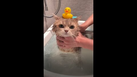 Your cat loves water？