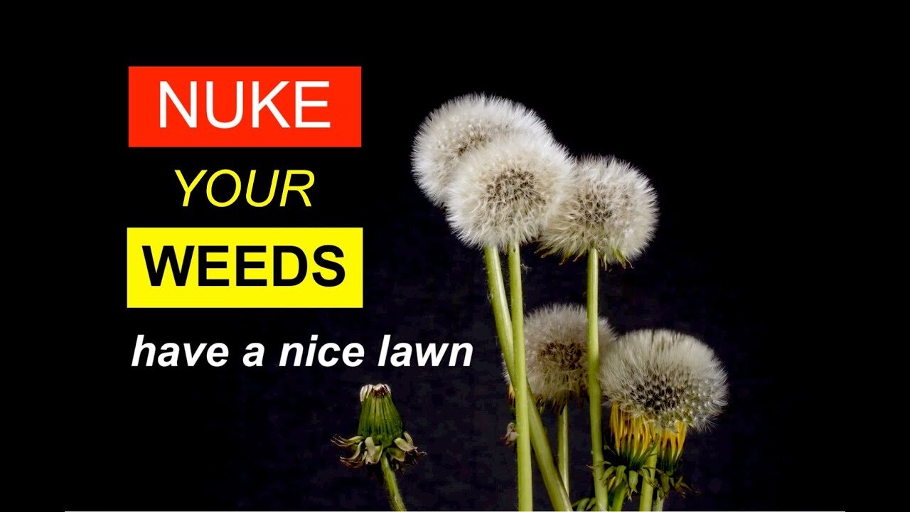 How Use the Right Tools and Weapons to Kill Dandelions for A Nice Lawn