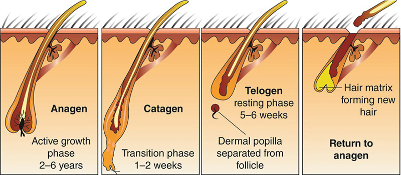 Maintain A Healthy Hair Growth