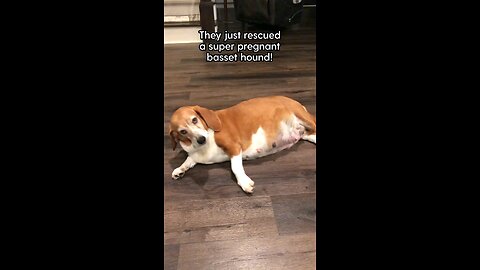 mother doggy short story