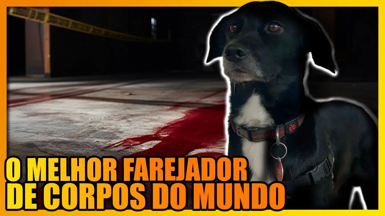 VIRA-LATA MANI, O CÃO PERITO MAIS EFICIENTE DO MUNDO