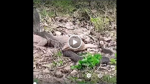 Cobra vs lizard