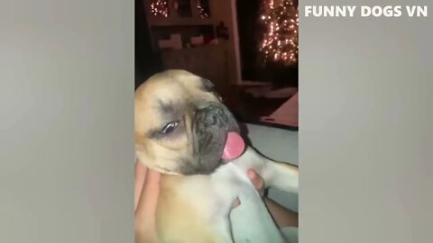 Funniest Animals Video - Funny Dogs And Cats - Try Not To Laugh Animals 2022