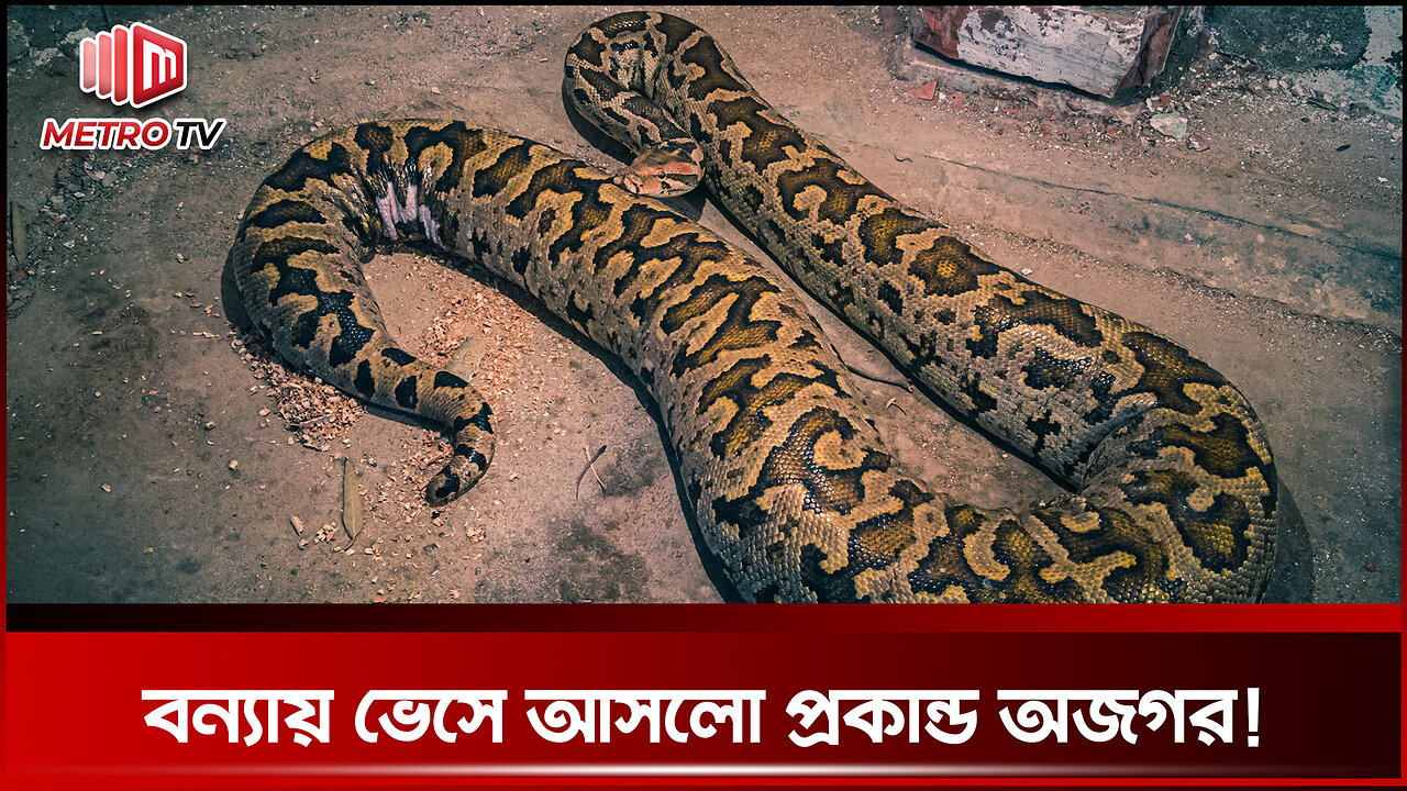 চট্টগ্রামে বন্যার পানিতে পাওয়া গেল বিশাল অজগর | Python | The Metro TV