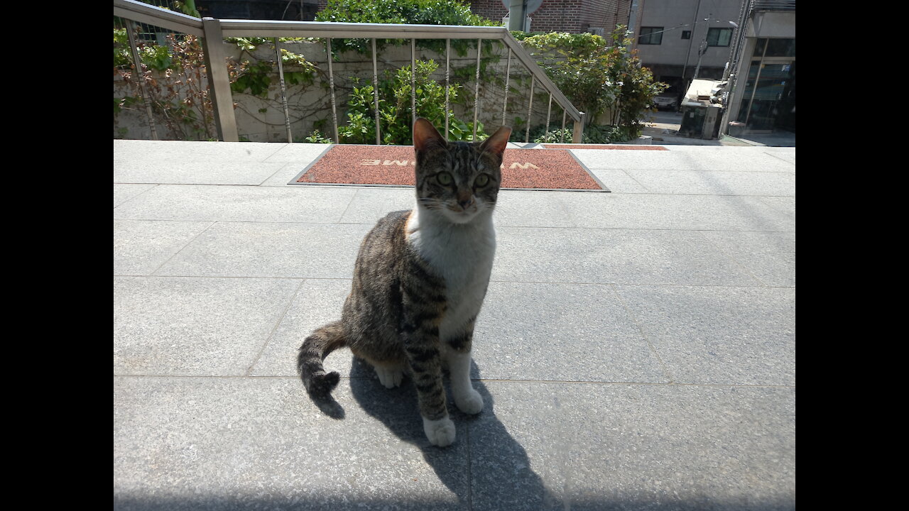 A stray cat at walking over after finishing eating.