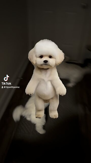 Get your motor running out on dog bike