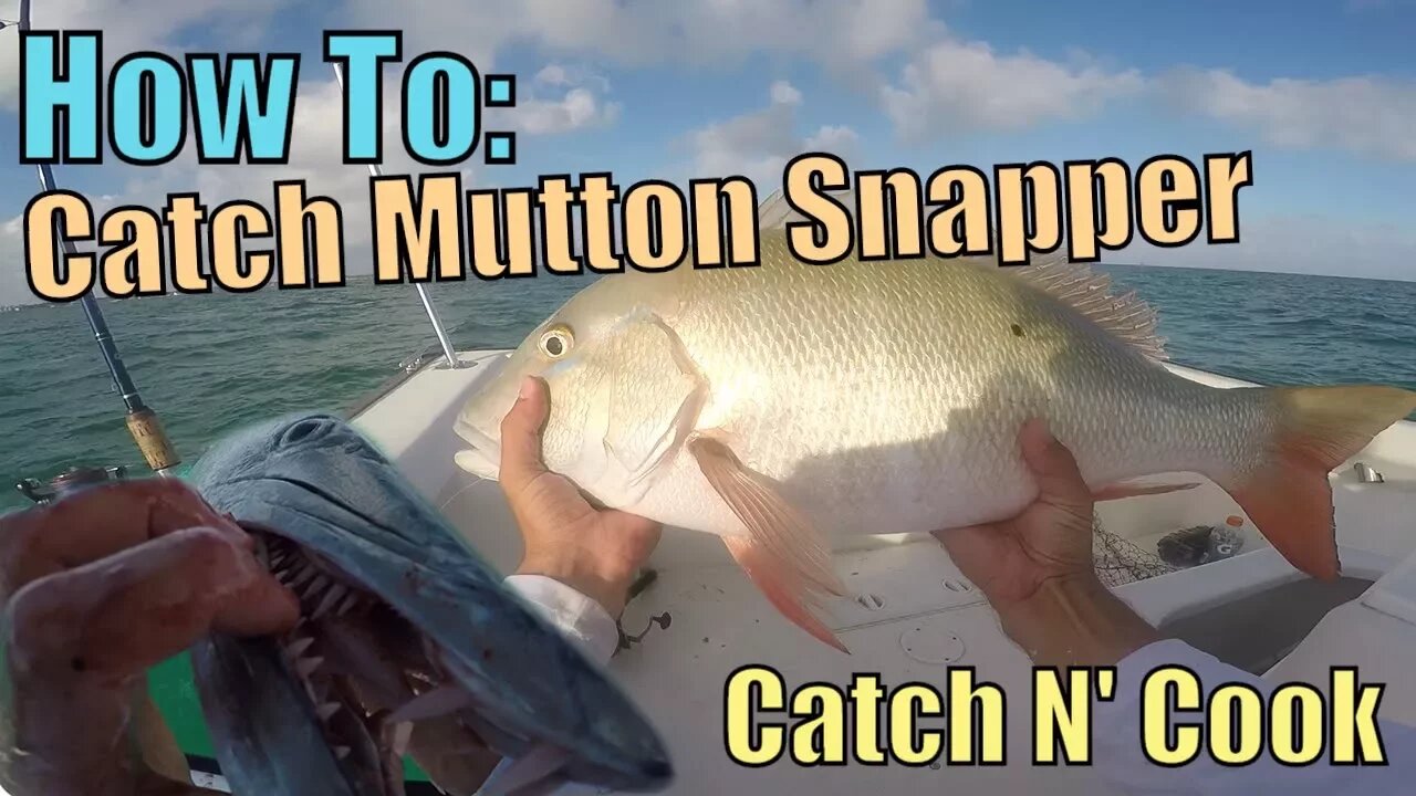 How to Catch MONSTER Mutton Snapper Fishing Key Largo | Catch N Cook