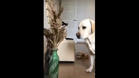 Funny animal videos