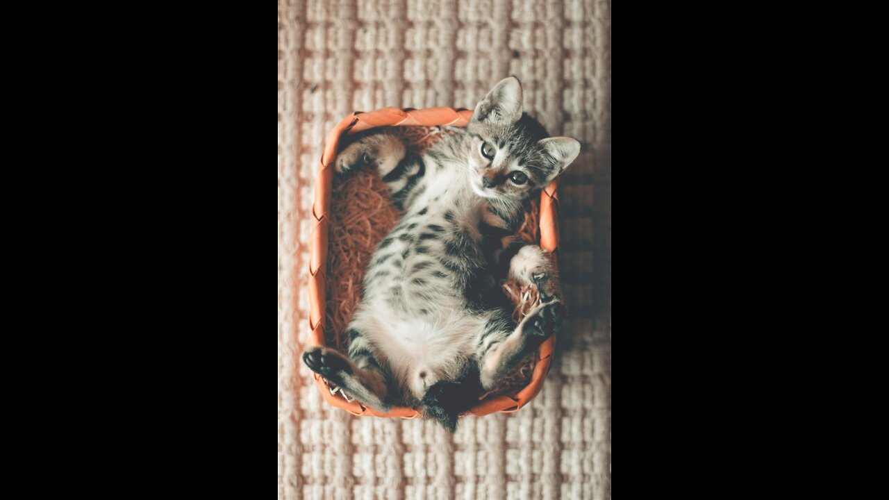 Funny funny animals doing cute things