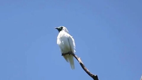 canto araponga ferreiro na natureza