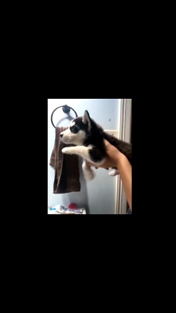 Luna's Still Scared Of Water, But She's Ready