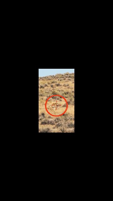 Hunting Coyotes #shorts #cat #animals #hunter #147