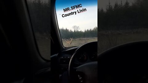 In th Country, In th hooptie-MR.SFMCOLLECTIVE #shorts #sfmcollective #deer #countryliving