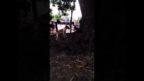 Cachorro x Macaco