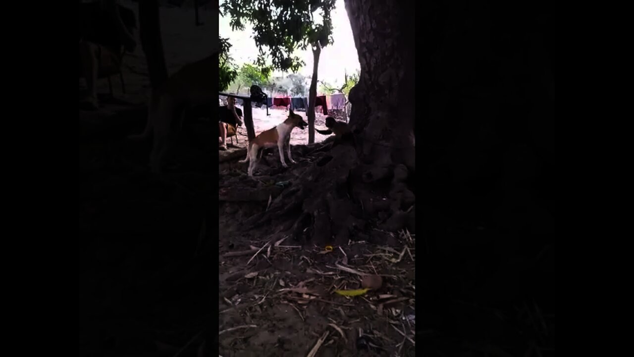 Cachorro x Macaco