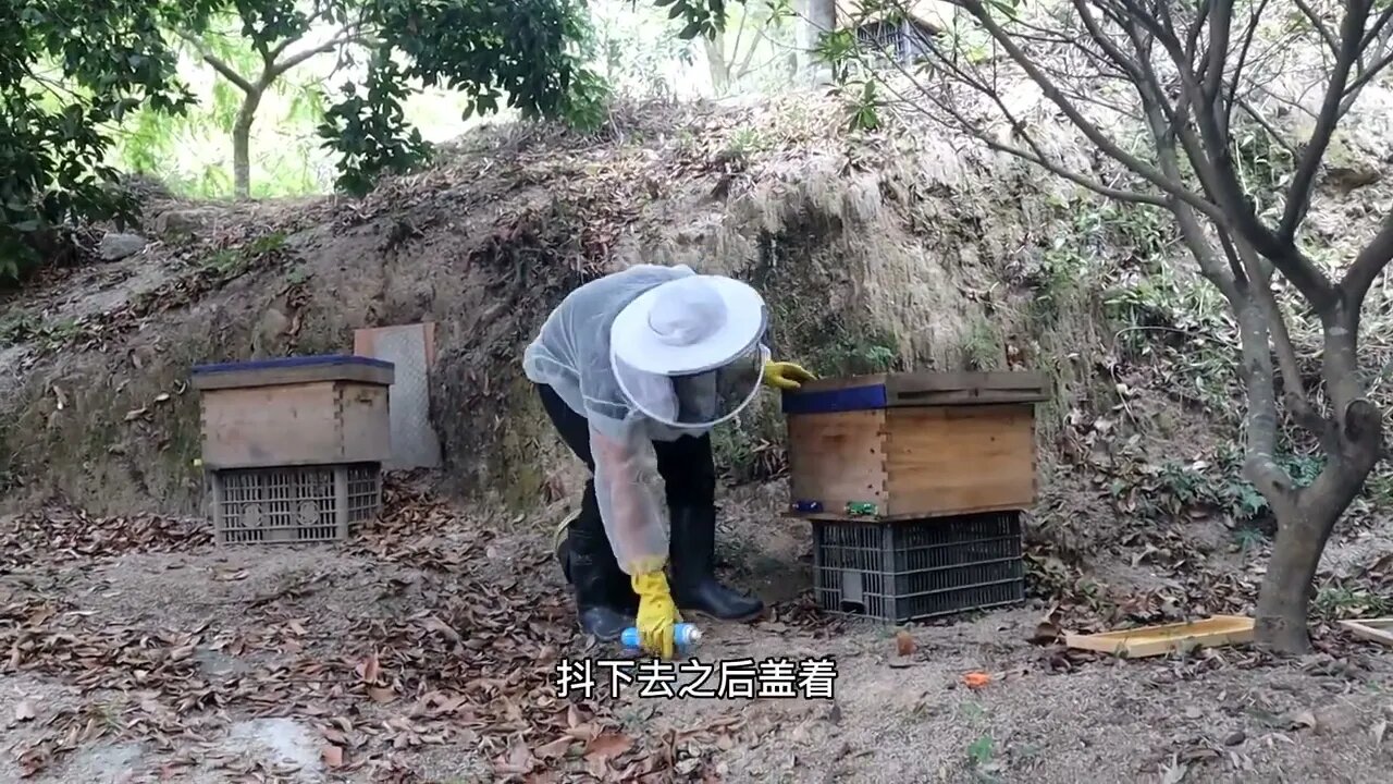 Harvest a nest of wild bees from the bee trap and merge with the industrial bee colony