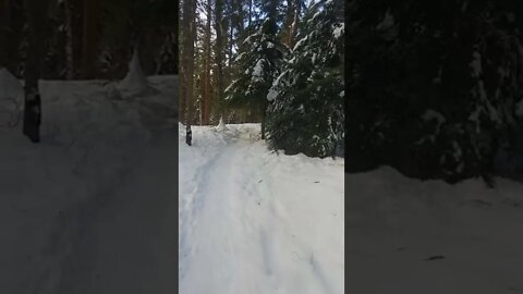 Snowshoeing on the Swift Creek Trail