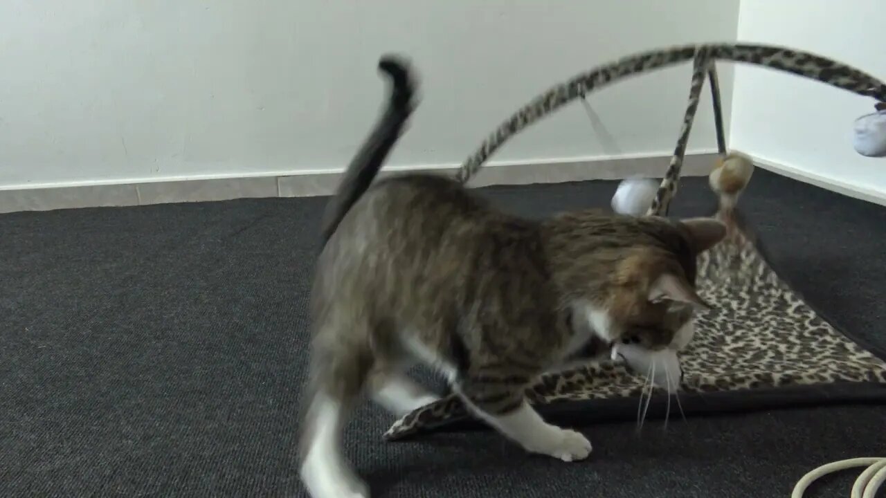 Silly Cat Loves His Toy Frame