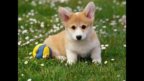 CUTE PUPPY