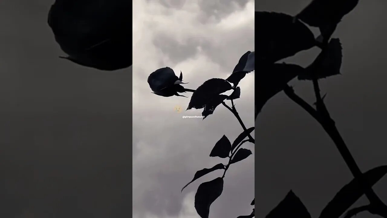 Full broken song #viral #status #shortvideos #song #goneviral