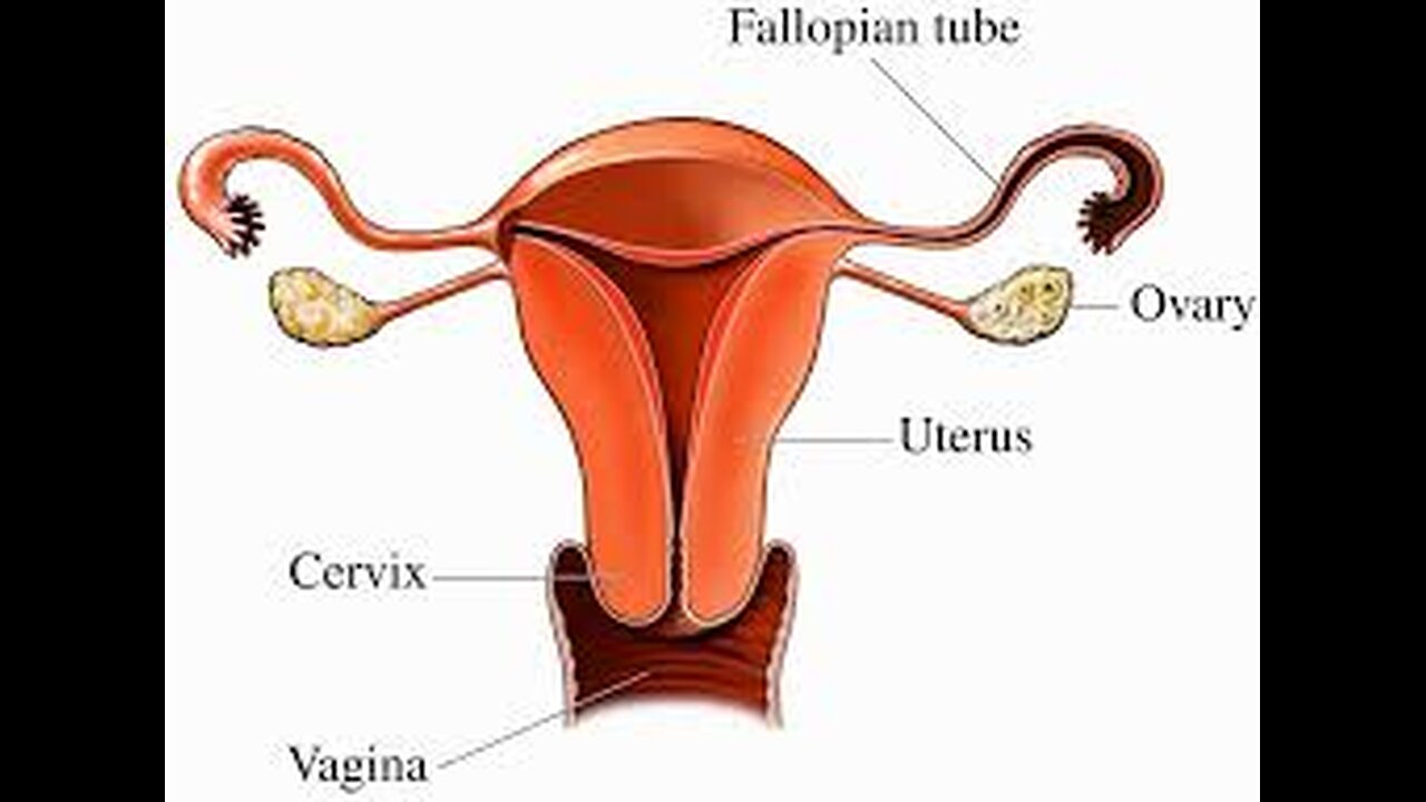 Role of Ovaries