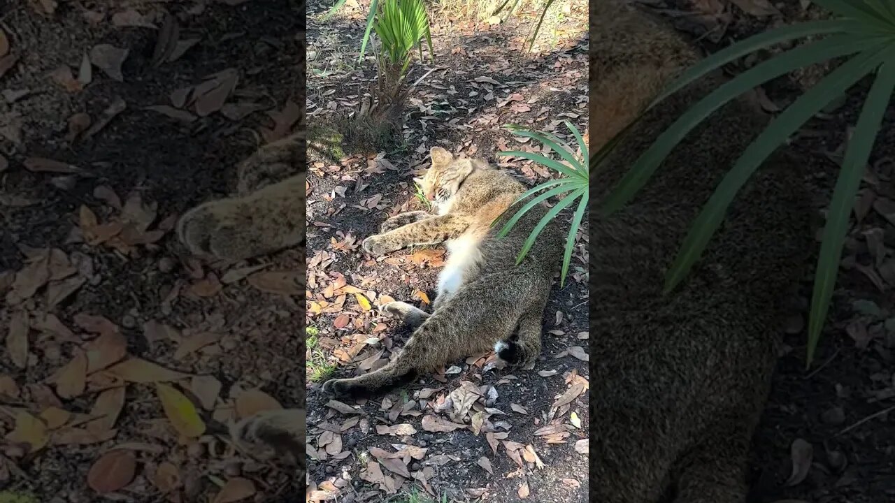 Awe, Sleepy Frankie Bobcat, you are so CUTE!!! Your sleepy eyes, twitchy tail, and lazy roll-over