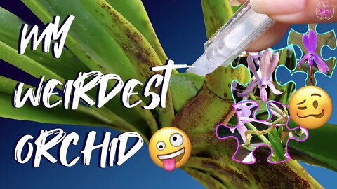 My WEIRDEST Orchid! New Orchid Tag #myweirdestorchid #ninjaorchids