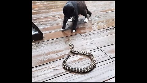 brave cat fight with snake