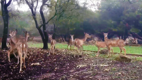 Friendly deer come to say goodbye