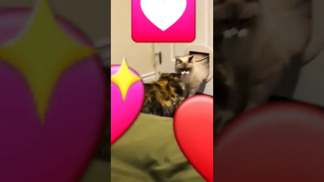 cute cat and funniest