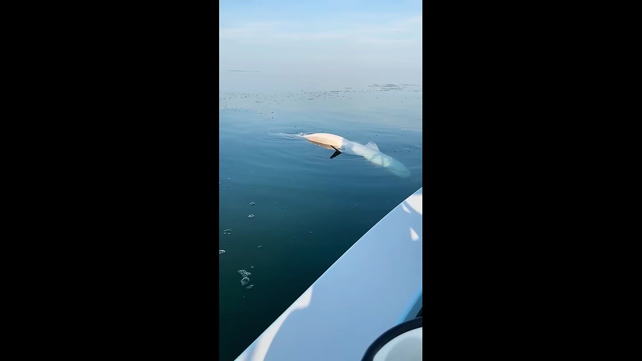 we thought huge tiger shark dead