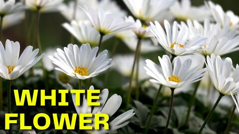 White Flower - tubebackr #House Music [#FreeRoyaltyBackgroundMusic]