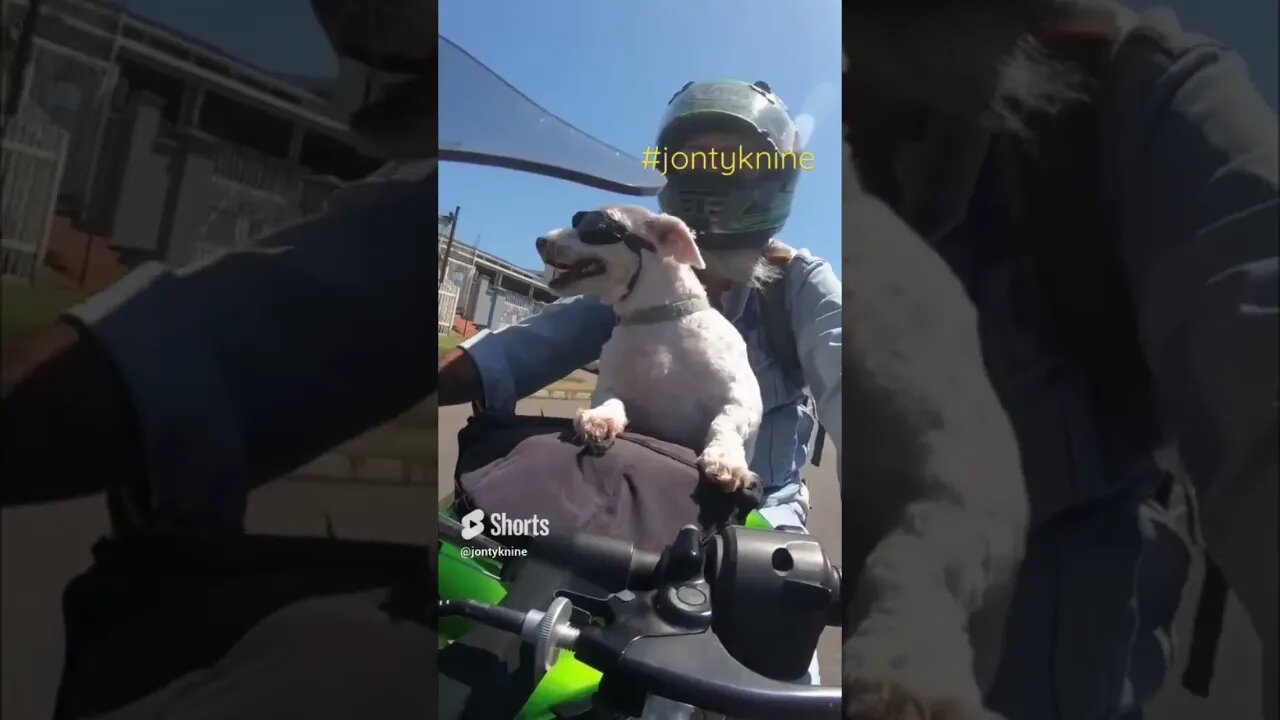 Jonty Knine - A dog and his driver ...